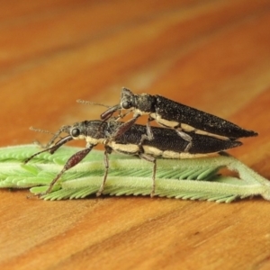 Rhinotia phoenicoptera at Paddys River, ACT - 25 Feb 2017