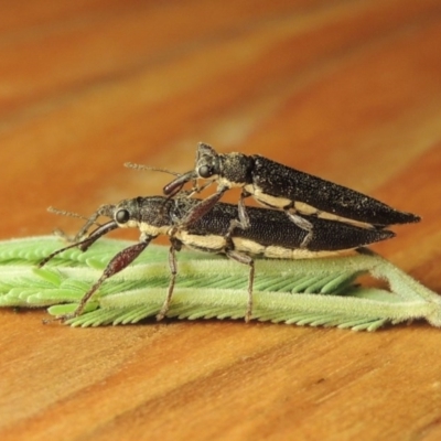 Rhinotia phoenicoptera (Belid weevil) at Paddys River, ACT - 25 Feb 2017 by MichaelBedingfield