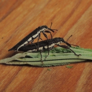 Rhinotia phoenicoptera at Paddys River, ACT - 25 Feb 2017