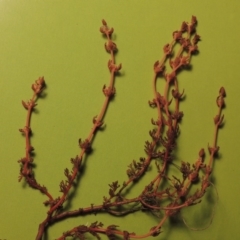 Myriophyllum verrucosum (Red Water-milfoil) at Paddys River, ACT - 25 Feb 2017 by michaelb