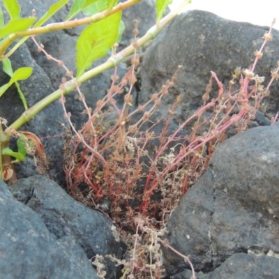 Myriophyllum verrucosum (Red Water-milfoil) at Point Hut to Tharwa - 26 Feb 2017 by michaelb