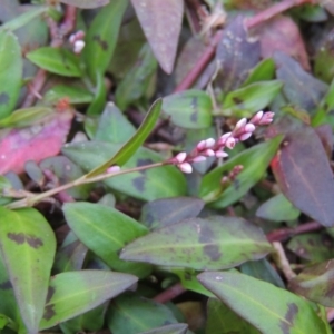 Persicaria decipiens at Greenway, ACT - 22 Feb 2017