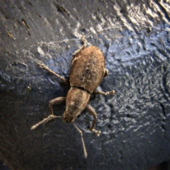 Naupactus cervinus (Fuller's rose weevil) at Banks, ACT - 26 Feb 2017 by UserfaKgHkxs