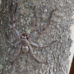 Isopeda sp. (genus) (Huntsman Spider) at Goorooyarroo NR (ACT) - 27 Feb 2017 by CedricBear