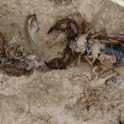 Urodacus manicatus (Black Rock Scorpion) at Goorooyarroo NR (ACT) - 26 Feb 2017 by CedricBear