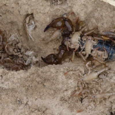 Urodacus manicatus (Black Rock Scorpion) at Goorooyarroo NR (ACT) - 27 Feb 2017 by CedricBear