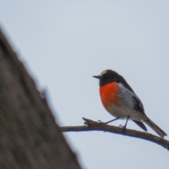 Petroica boodang (Scarlet Robin) at Goorooyarroo NR (ACT) - 27 Feb 2017 by CedricBear