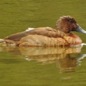 Aythya australis at Paddys River, ACT - 27 Feb 2017