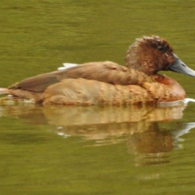 Aythya australis (Hardhead) at Paddys River, ACT - 27 Feb 2017 by JohnBundock