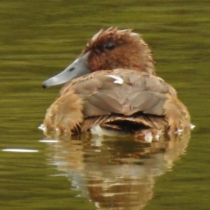 Aythya australis at Paddys River, ACT - 27 Feb 2017