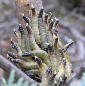 Pseudoperga sp. (genus) at Booth, ACT - 26 Feb 2017