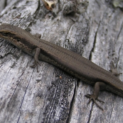 Pseudemoia entrecasteauxii (Woodland Tussock-skink) at Booth, ACT - 26 Feb 2017 by MatthewFrawley