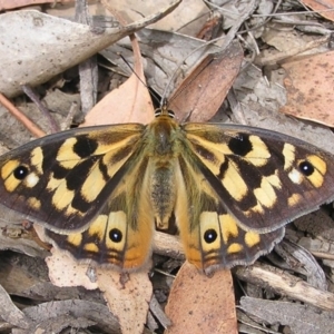 Heteronympha penelope at Booth, ACT - 26 Feb 2017