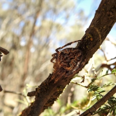 Hortophora transmarina (Garden Orb Weaver) at Mount Majura - 26 Feb 2017 by Qwerty