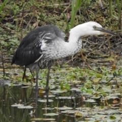 Ardea pacifica (White-necked Heron) at Hackett, ACT - 26 Feb 2017 by Qwerty