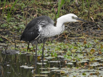 Ardea pacifica (White-necked Heron) at Hackett, ACT - 27 Feb 2017 by Qwerty