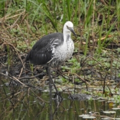 Ardea pacifica at Hackett, ACT - 27 Feb 2017 12:00 AM