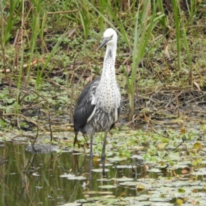 Ardea pacifica at Hackett, ACT - 27 Feb 2017