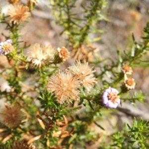 Olearia tenuifolia at Majura, ACT - 27 Feb 2017 12:00 AM