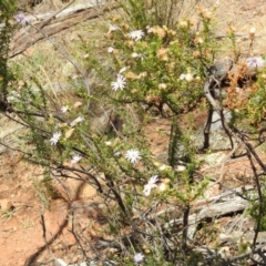 Olearia tenuifolia at Majura, ACT - 27 Feb 2017 12:00 AM