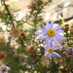 Olearia tenuifolia at Majura, ACT - 27 Feb 2017 12:00 AM