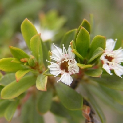 Kunzea peduncularis (Mountain Burgan) at Booth, ACT - 26 Feb 2017 by MatthewFrawley