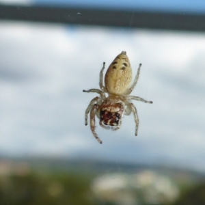 Opisthoncus sp. (genus) at Reid, ACT - 27 Feb 2017