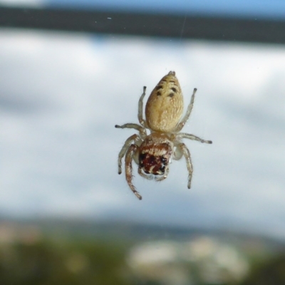 Opisthoncus sp. (genus) (Unidentified Opisthoncus jumping spider) at Reid, ACT - 27 Feb 2017 by JanetRussell