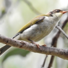 Melithreptus lunatus (White-naped Honeyeater) at Paddys River, ACT - 27 Feb 2017 by JohnBundock