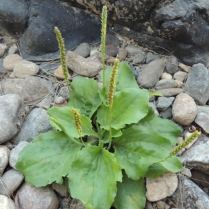 Plantago major at Greenway, ACT - 22 Feb 2017 12:00 AM