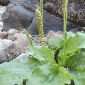 Plantago major at Greenway, ACT - 22 Feb 2017 12:00 AM