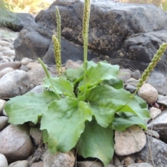 Plantago major at Greenway, ACT - 22 Feb 2017 12:00 AM