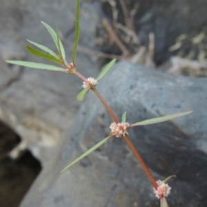 Alternanthera denticulata at Greenway, ACT - 22 Feb 2017 08:04 PM