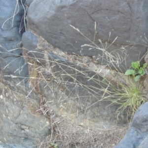 Lachnagrostis filiformis at Greenway, ACT - 22 Feb 2017