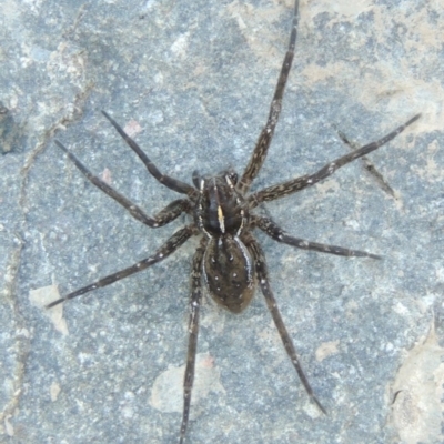 Pisauridae (family) (Water spider) at Greenway, ACT - 22 Feb 2017 by michaelb