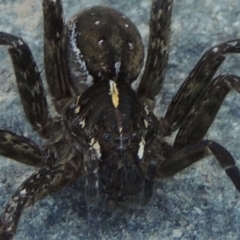 Pisauridae (family) at Greenway, ACT - 22 Feb 2017