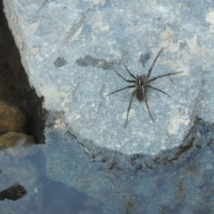 Pisauridae (family) at Greenway, ACT - 22 Feb 2017