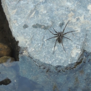 Pisauridae (family) at Greenway, ACT - 22 Feb 2017