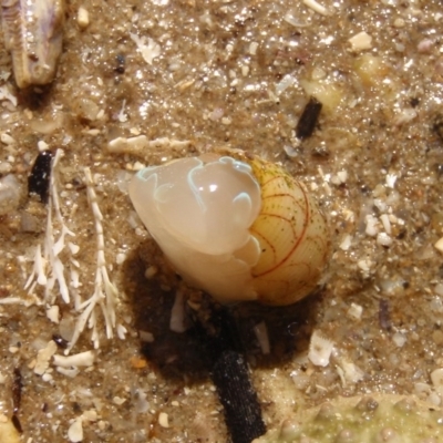 Bullina lineata (Bullina lineata) at Tathra, NSW - 26 Feb 2017 by KerryVance