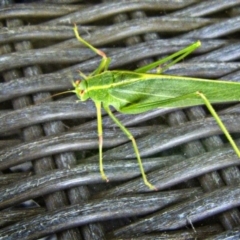 Polichne sp. (genus) (Small Grassland Katydid) at Banks, ACT - 28 Feb 2017 by UserfaKgHkxs