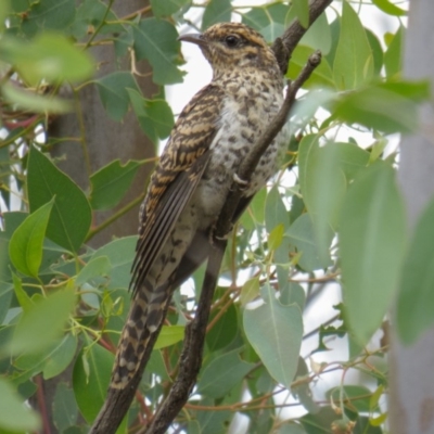 Cacomantis variolosus (Brush Cuckoo) at Goorooyarroo NR (ACT) - 27 Feb 2017 by CedricBear