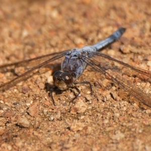 Orthetrum caledonicum at Tuggeranong DC, ACT - 27 Feb 2017