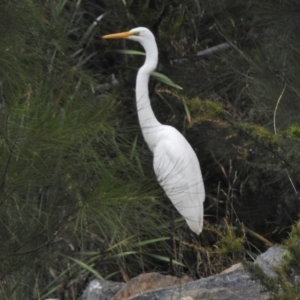 Ardea alba at Gordon, ACT - 27 Feb 2017 08:58 AM