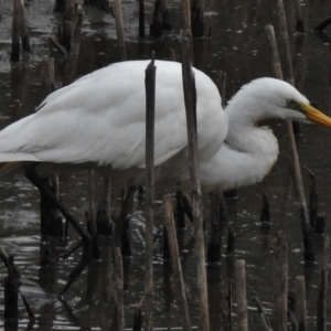 Ardea alba at Bonython, ACT - 27 Feb 2017