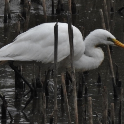 Ardea alba (Great Egret) at Gordon Pond - 26 Feb 2017 by JohnBundock