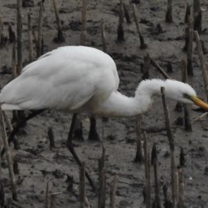 Ardea alba at Bonython, ACT - 27 Feb 2017