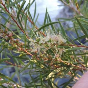 Callistemon sieberi at Greenway, ACT - 22 Feb 2017 07:32 PM