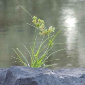 Cyperus eragrostis at Greenway, ACT - 22 Feb 2017