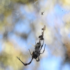 Trichonephila edulis (Golden orb weaver) at Canberra Central, ACT - 27 Feb 2017 by Qwerty