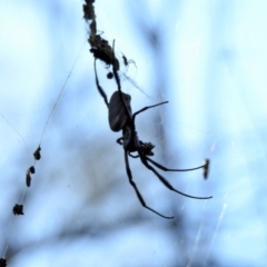 Trichonephila edulis at Canberra Central, ACT - 27 Feb 2017